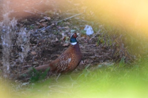 Friendly pheasant snapped to the rear of our pitch 